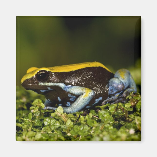 Imán Mantella de oreja negra, Mantella expectata, (Frente)