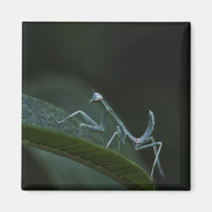 Imán Mantis para rezar el bebé