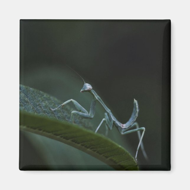 Imán Mantis para rezar el bebé (Frente)