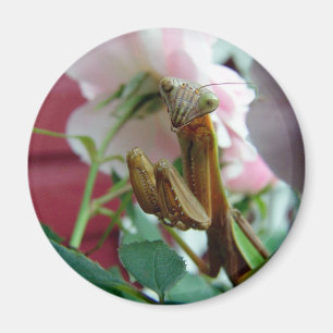 Imán Mantis religiosa