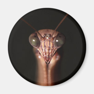 Imán mantis religiosa