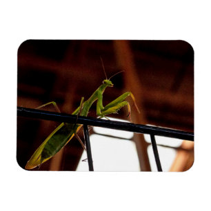 Imán Mantis religiosa