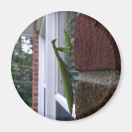 Imán Mantis religiosa en pared de ladrillo
