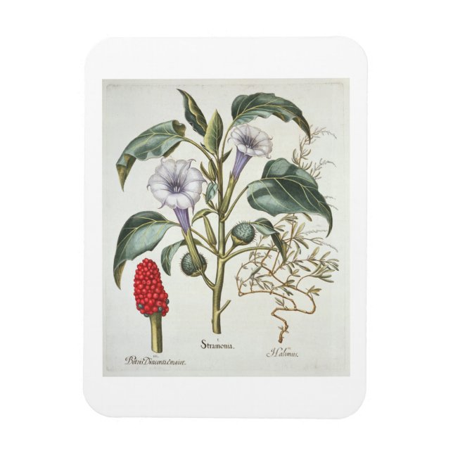 Imán Manzana de ralentí, de "Hortus Eystettensis" de Ba (Vertical)