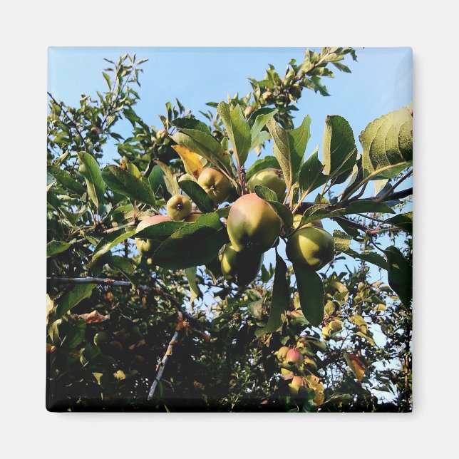 Imán Manzanas (Frente)