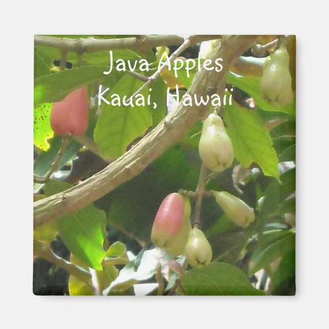 Imán Manzanas de Java (Frente)