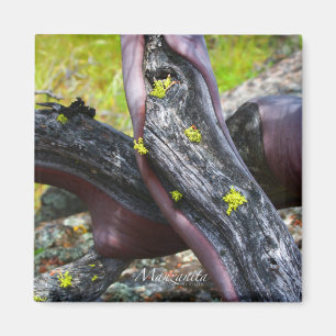 Imán Manzanita Magnet