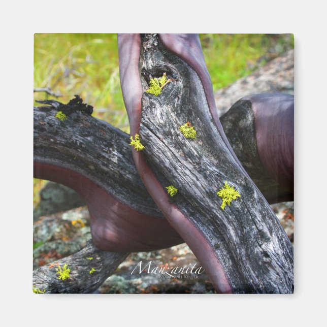 Imán Manzanita Magnet (Frente)