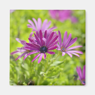 Imán Mapa africano de flores de margarita