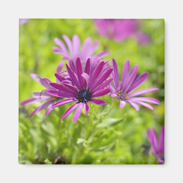 Imán Mapa africano de flores de margarita (Frente)