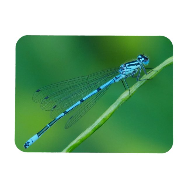Imán Mapa común azul de Damselfly (Horizontal)