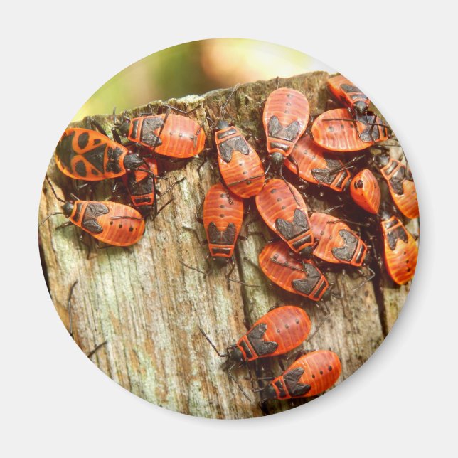 Imán Mapa de Firebugs (Frente)