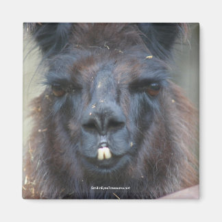 Imán Mapa fotográfico de animales de Llama Negra