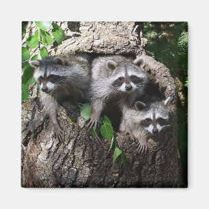 Imán Mapache - los tres amigos