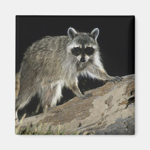 Imán Mapache Norteño, Procyon lotor