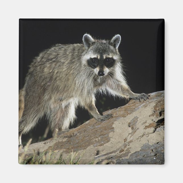 Imán Mapache Norteño, Procyon lotor (Frente)