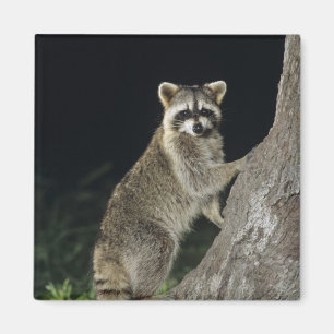 Imán Mapache Norteño, Procyon lotor, adulto en árbol