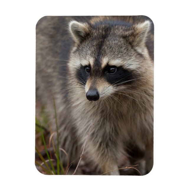 Imán Mapache, Procyon lotor, Florida (Vertical)