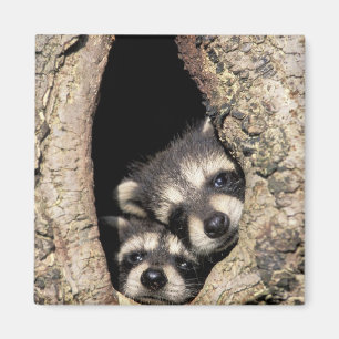 Imán Mapaches bebés en cavidad de árbol Procyon
