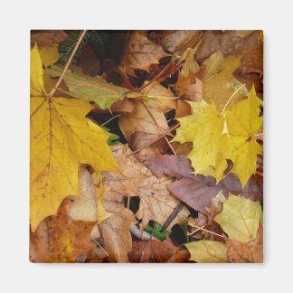 Imán Maple caído deja naturaleza otoño amarilla