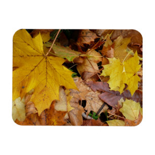 Imán Maple caído deja naturaleza otoño amarilla