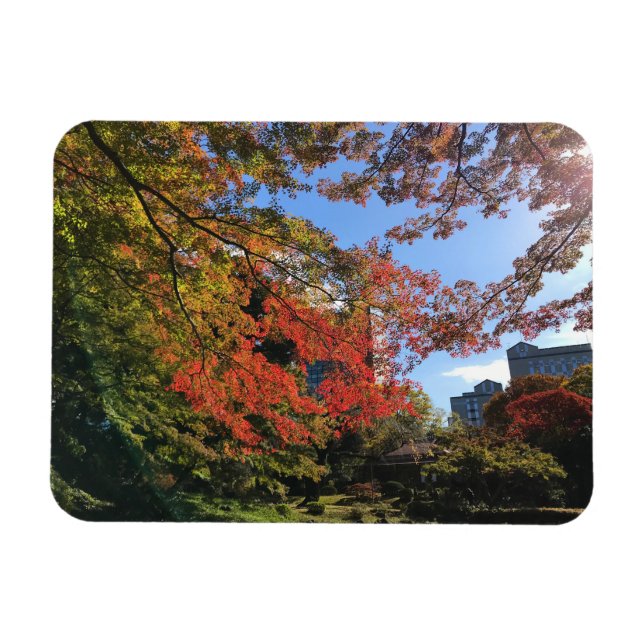 Imán Maples rojos en el jardín japonés (Horizontal)
