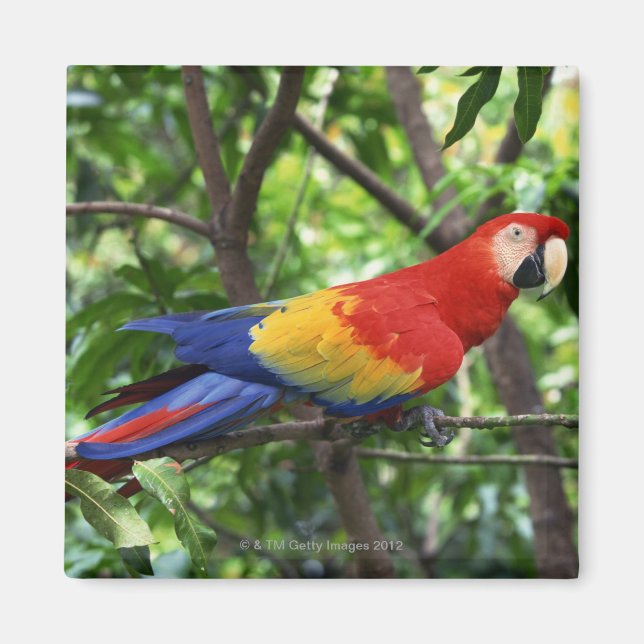 Imán Maqueta escarlata en la extremidad del árbol (Frente)