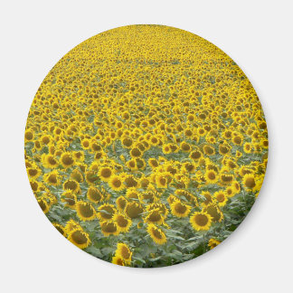 Imán Mar de girasoles