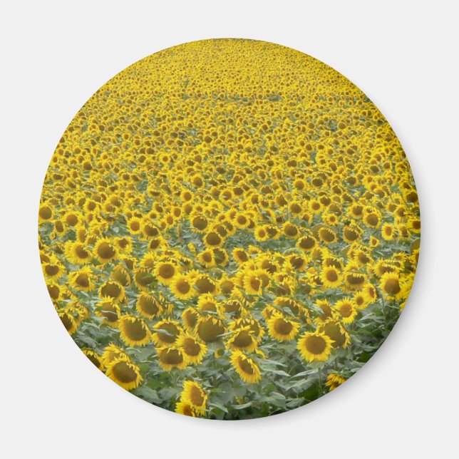 Imán Mar de girasoles (Frente)