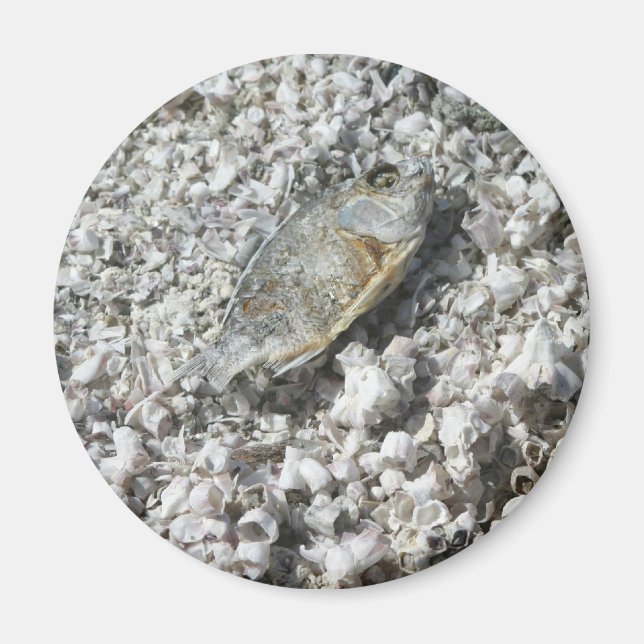 Imán Mar de Salton (Frente)