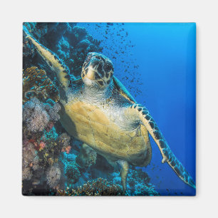 Imán Mar Rojo de la tortuga de mar verde el  
