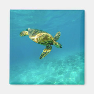 Imán Mar Turquia nadando en aguas turquesas del océano