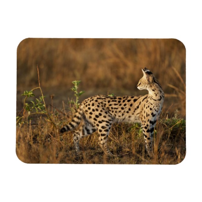 Imán Mara Superior, Masai Mara Game Reserve, Kenya, (Horizontal)