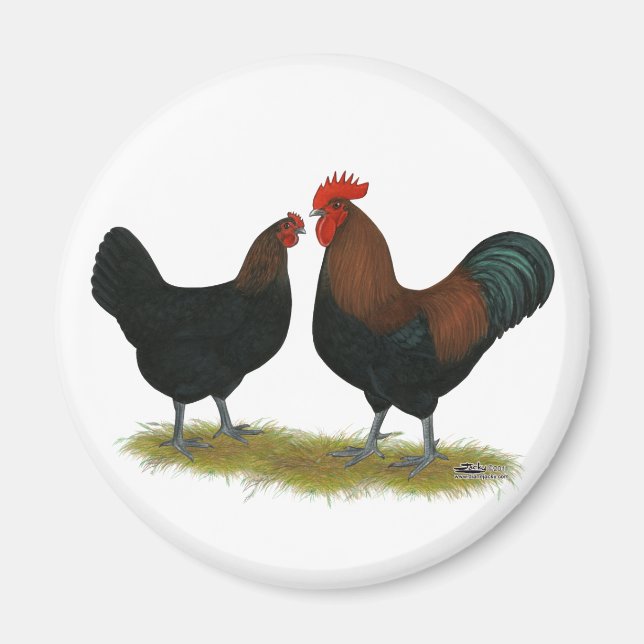 Imán Marans Black Copper (Frente)