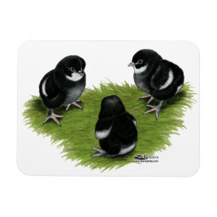 Imán Marans Black Copper Chicles
