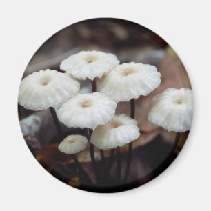 Imán Marasmius rotula Mushroom Magnet