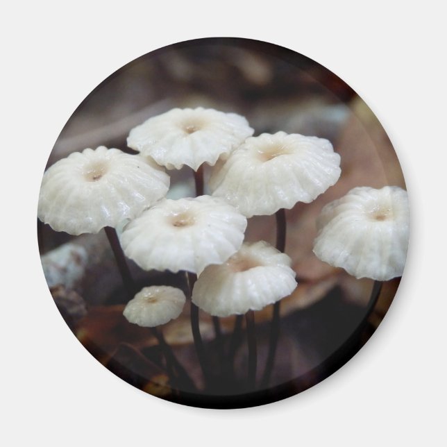 Imán Marasmius rotula Mushroom Magnet (Frente)