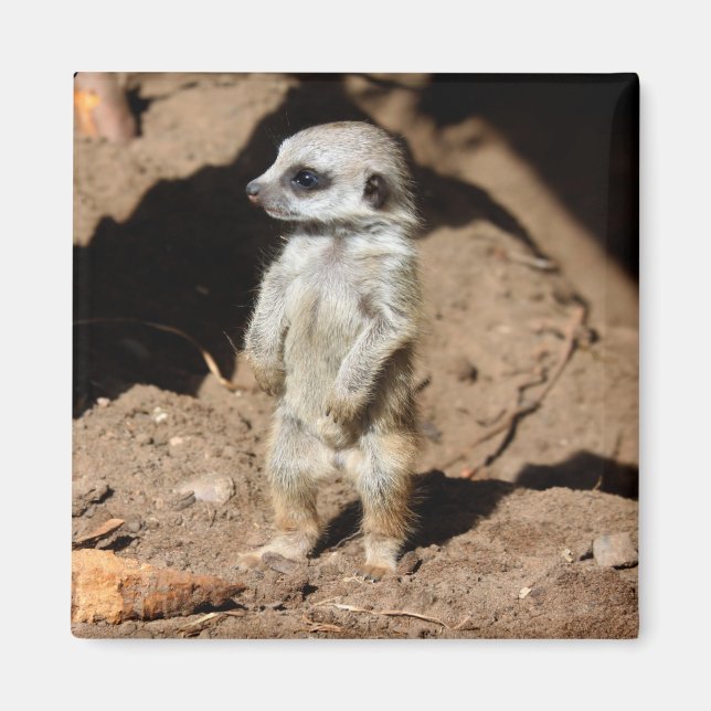Imán Maravilloso dulce dulce animal africano de Meerkat (Frente)