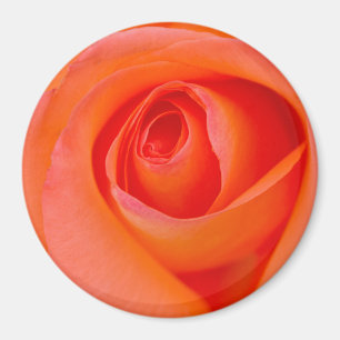 Imán Maravilloso Naranja Rosa Bud