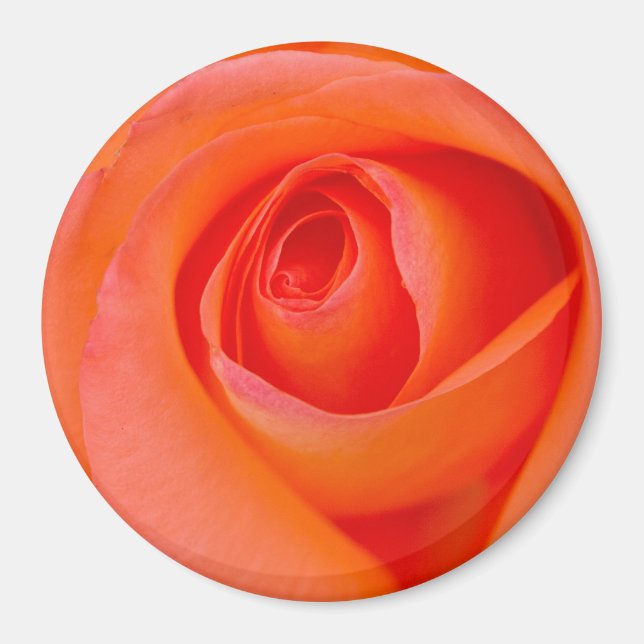 Imán Maravilloso Naranja Rosa Bud (Frente)