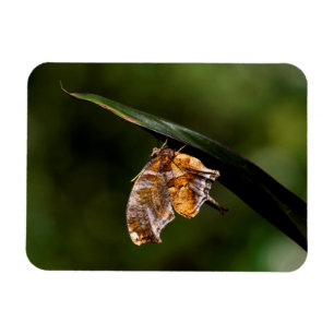 Imán Marca de interrogación mariposa