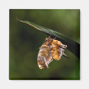 Imán Marca de interrogación mariposa
