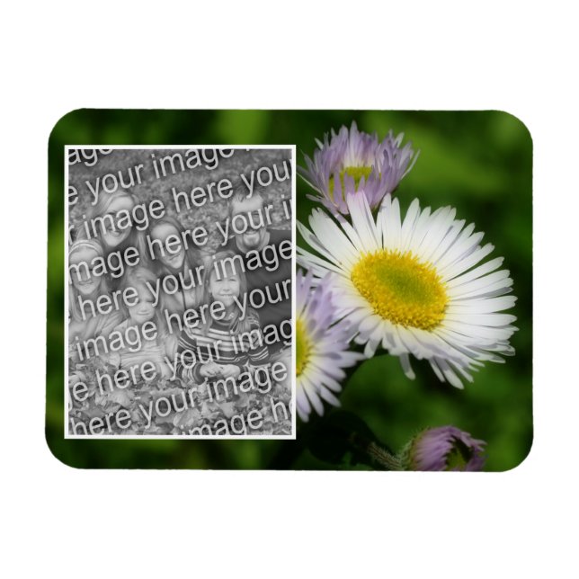 Imán Marco de flores Wild Fleabane Daisy Añadir tu foto (Horizontal)