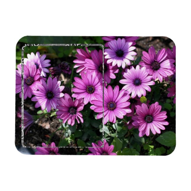 Imán Marco violeta de flores de margarita africana para (Horizontal)