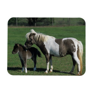 Imán Mare & Foal Standing en miniatura