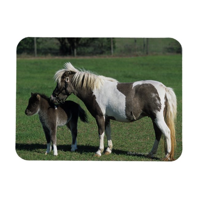 Imán Mare & Foal Standing en miniatura (Horizontal)