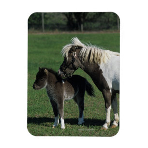 Imán Mare & Foal Standing en miniatura