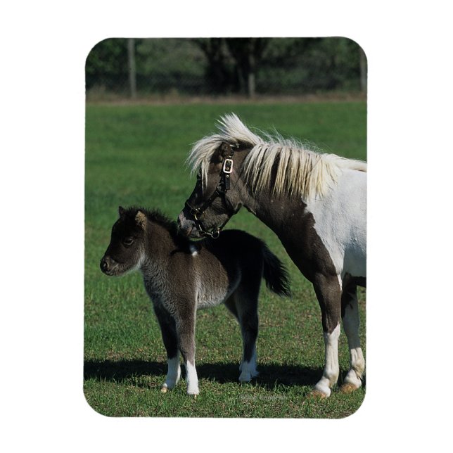 Imán Mare & Foal Standing en miniatura (Vertical)