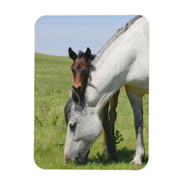 Imán Mare Grazing con Colt Magnet (Vertical)