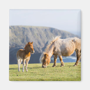Imán Mare with Foal, islas Shetland, Escocia